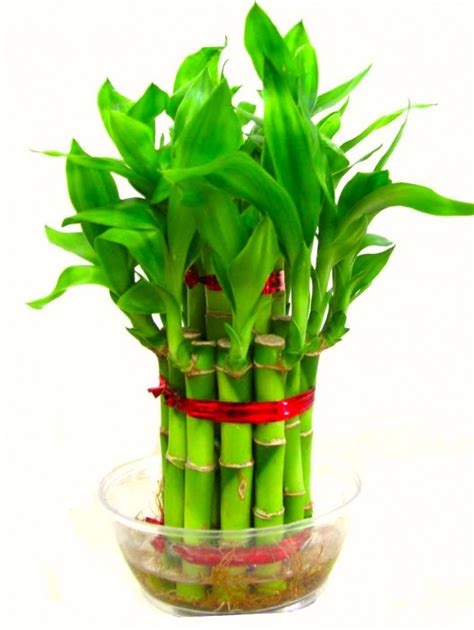 2 Layer Good Luck Bamboo Plants Delivery To Philippines