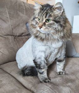 41 Wonderful Cats with Cute Haircuts (2021) – Hairstyle Camp