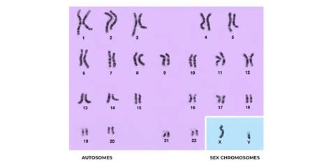 Autosomes - Meaning, Functions, and Autosomes vs Sex Chromosome - GeeksforGeeks