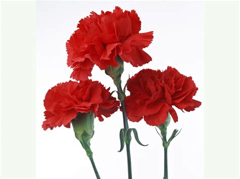 Beautiful Red Carnation - Colors Photo (34691892) - Fanpop