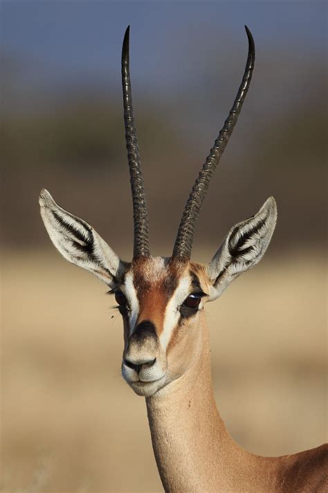 Grant's gazelle - Female Grant's gazelle from Samburu, Kenya. | Africa animals, African wildlife ...