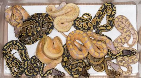 Axanthic Ball Python: Genetics, Bloodline, Breeding and Morphs ...