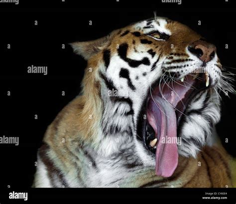 Tiger roar hi-res stock photography and images - Alamy