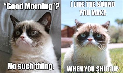 21 Grumpy Cat memes to instantly make you grumpy however happy you are! | India.com