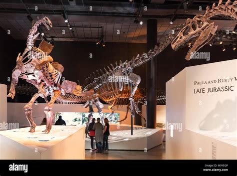 Dinosaur skeletons hi-res stock photography and images - Alamy