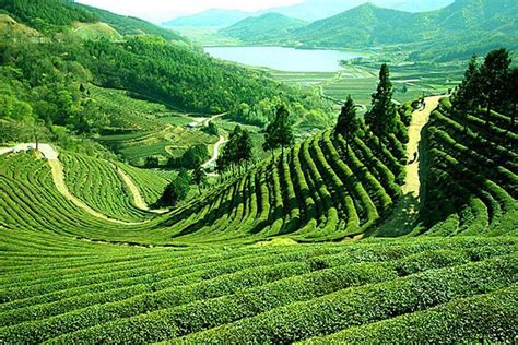 Tea garden, Sylhet; Bangladesh..💕💕💕 : r/pics