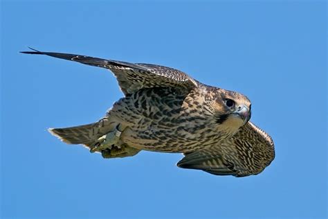 Peregrine Falcon Speed: How Fast Is A Peregrine Falcon?