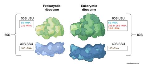 Ribosome - protein factory - definition, function, structure and biology