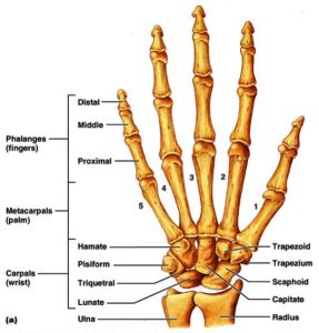 Discover the Anatomy of Hand Muscles | Body Harmonics