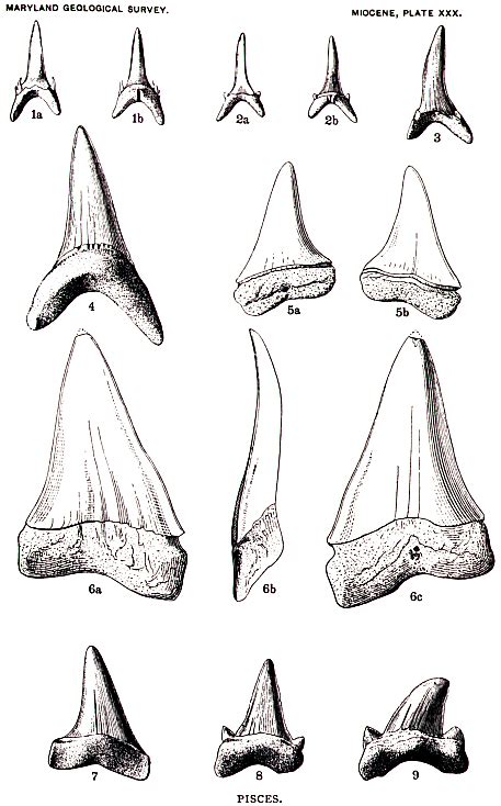 Shark teeth and shells fossils archeology natural history poster by encyclo art – Artofit