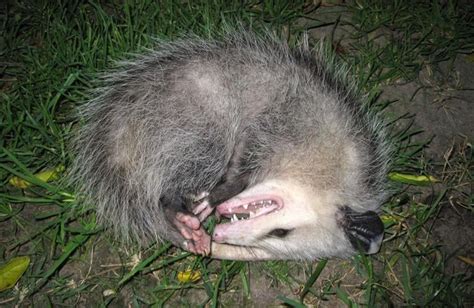 Playing possum and other tricks of our lone marsupial | Bay Naturalist ...