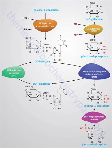 Galactose Metabolism - The Medical Biochemistry Page