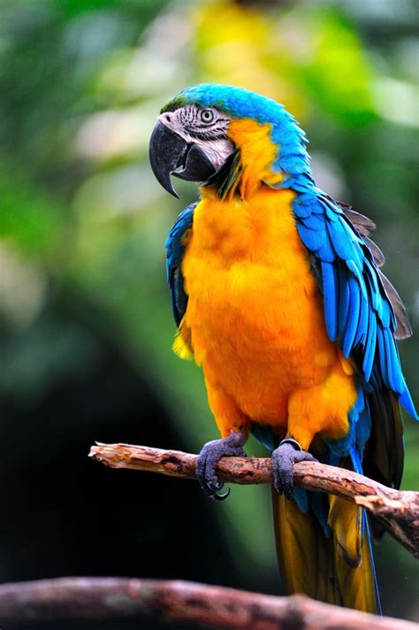 35 Beautiful & Colorful Parrots Wallpaper | Colorful parrots, Parrot, Pet birds