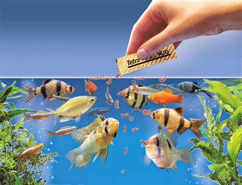 Types of Aquarium Fish Food Types and Nutritional Values - The Aquarium ...