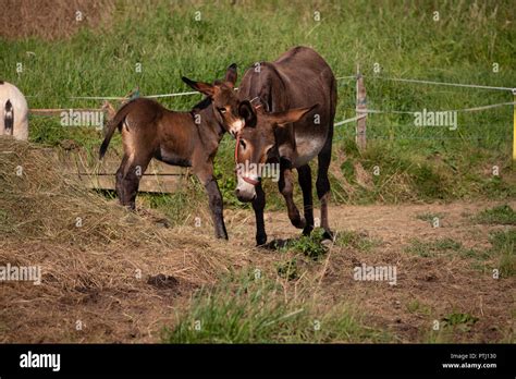 Donkey mom and baby Stock Photo - Alamy