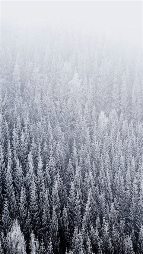 Download Snowy Pine Trees iOS Default Wallpaper | Wallpapers.com