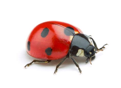 Ladybug Identification, Habits & Behavior | Florida Pest Control