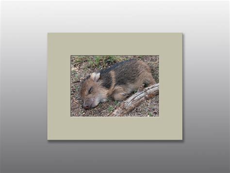 Matted Print – Baby Javelina Taking A Nap – Moment of Perception ...