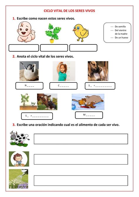 Ficha online de El ciclo vital de los seres vivos para segundo de primaria. Puedes hacer los eje ...