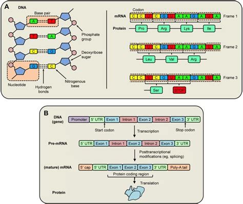 Efficient RNase H-Directed Cleavage Of RNA Promoted By, 44% OFF