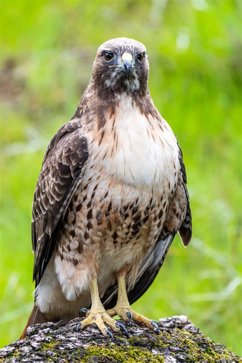 Red Tailed Hawk