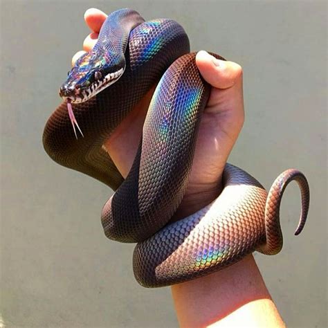 rendering - iridescent snake skin shader - Blender Stack Exchange