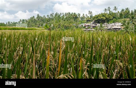 Rice terraces of Ubud, Bali, Indonesia Stock Photo - Alamy