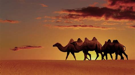 Dubai Desert Wallpapers - Top Free Dubai Desert Backgrounds - WallpaperAccess