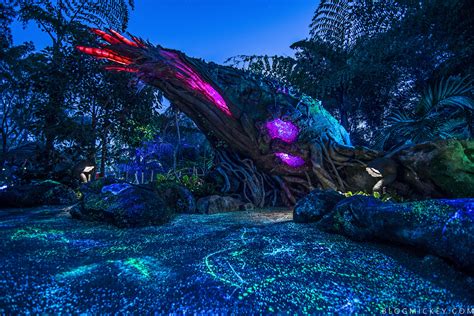 PHOTOS + VIDEO: Pandora - The World of Avatar Comes Alive at Night