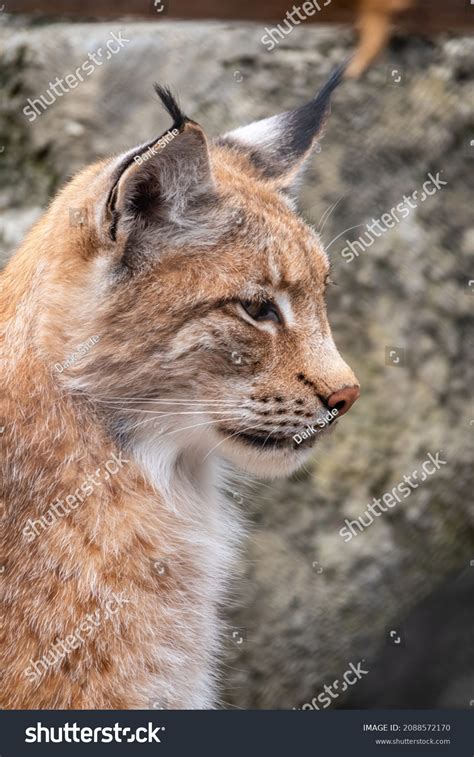 Eurasian Lynx Close Up: Over 1,117 Royalty-Free Licensable Stock Photos | Shutterstock