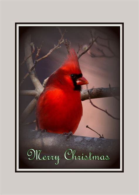 IMG_3158-005 - Northern Cardinal Christmas Card Photograph by Travis ...