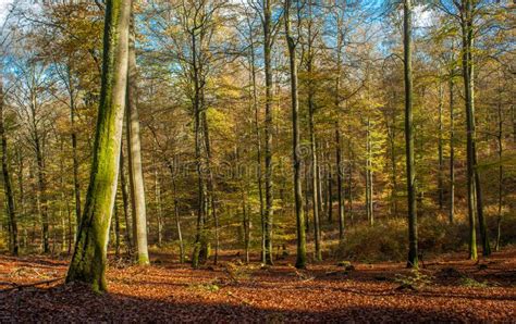 European Beech Trees in the Sun Stock Image - Image of flora, fall ...