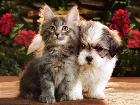 Kitten and Puppy Wallpaper - WallpaperSafari