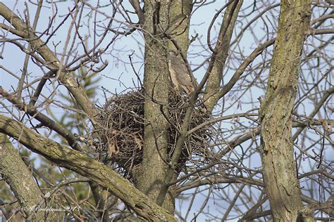 Cooper's Hawk Nest 2013: Cooper Hawk Nest Active April 17, 2013