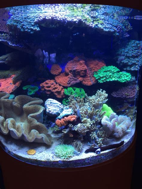 Aqua aquarium coral reef tank | Saltwater fish tanks, Aquarium fish ...