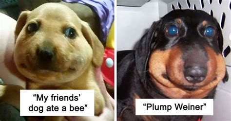 What Happens If A Dog Eats A Bee Or Wasp