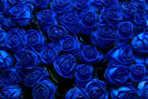 Blue Rose Meaning: Little Mystery Behind Blue Color - Plantisima