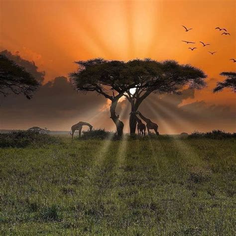 The beautiful plains of Africa - Random | African sunset, Africa sunset, Nature pictures