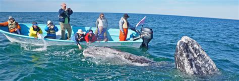 Map of the Gray Whale Migration - Baja Ecotours