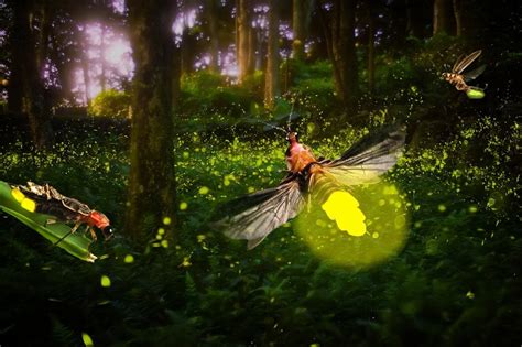 How And Why Does a Firefly Glow? » Science ABC