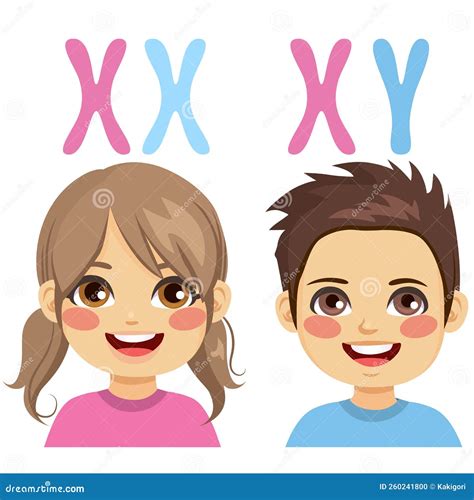 Chromosomes for Boy and Girl Stock Vector - Illustration of reproduction, differentiation: 260241800