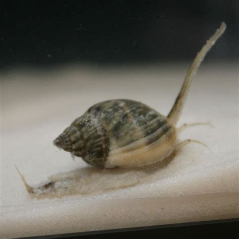 Nassarius Snail - Nassarius sp. - Small | That Fish Place | Saltwater aquarium, Snail, Saltwater