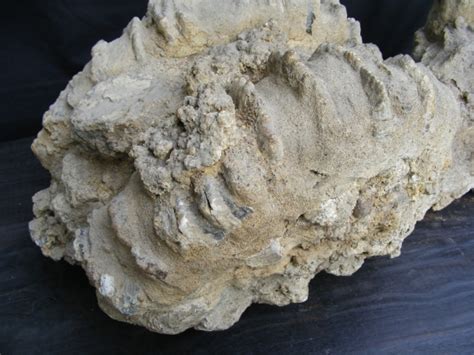 Dinosaur Size !! COMPLETE STEGODON SKULL Fossil Fossils For Sale | Antiques.com | Classifieds