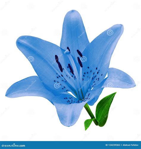 Blue Tiger Lily Flower