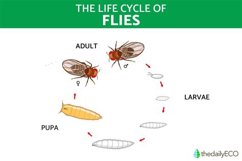 The Life Cycle of Flies - Stages Development