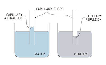 Cohesion vs. Adhesion | Differences, Effects & Examples - Lesson | Study.com