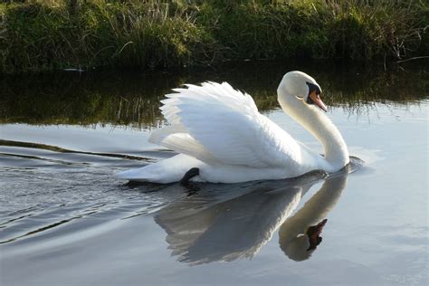 Swan White Feathers Ditch - Free photo on Pixabay