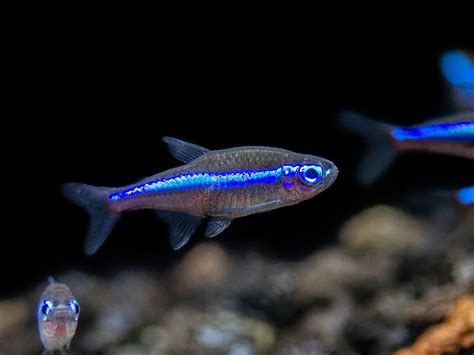 Green Neon Tetra (Paracheirodon simulans) - Tank-Bred! - Aquatic Arts