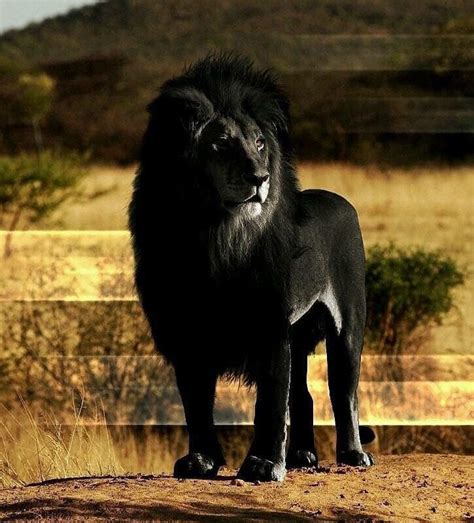 Is this a Photograph of a Black Lion? | Snopes.com