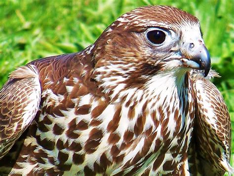 Hawk Eyes Photograph by Al Fritz - Fine Art America